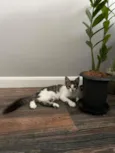 Meg