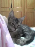 Leozinho