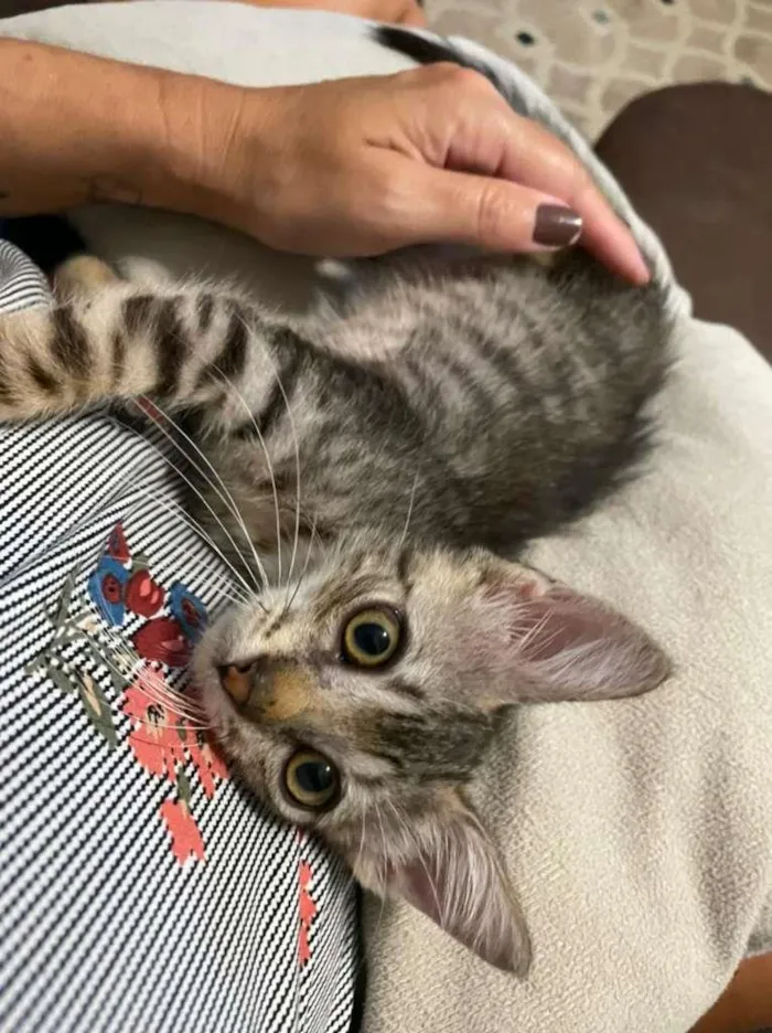 Gato ra a SRD-ViraLata idade 2 a 6 meses nome Leozinho