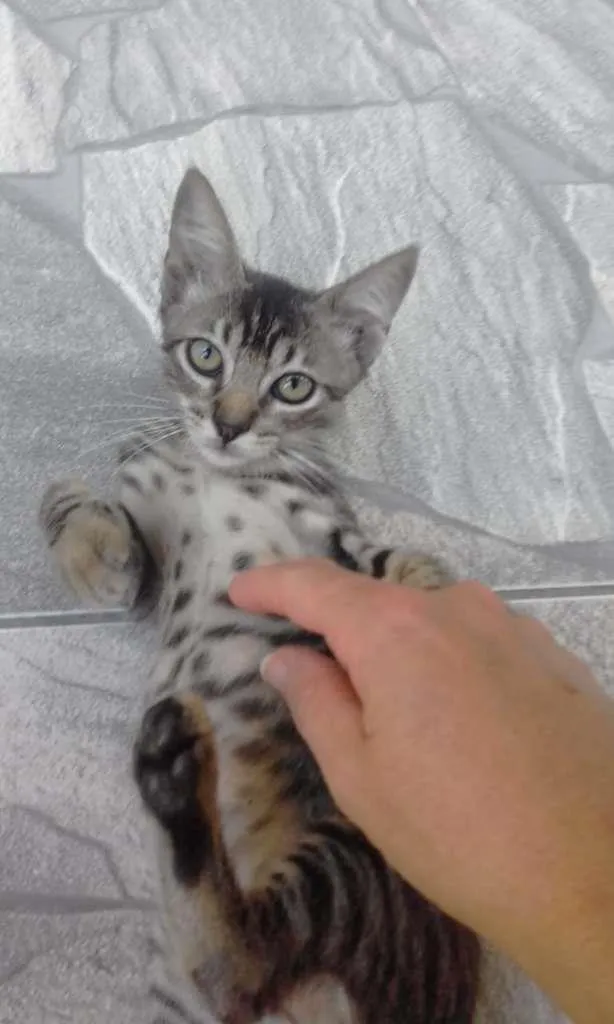 Gato ra a SRD-ViraLata idade 2 a 6 meses nome Leozinho