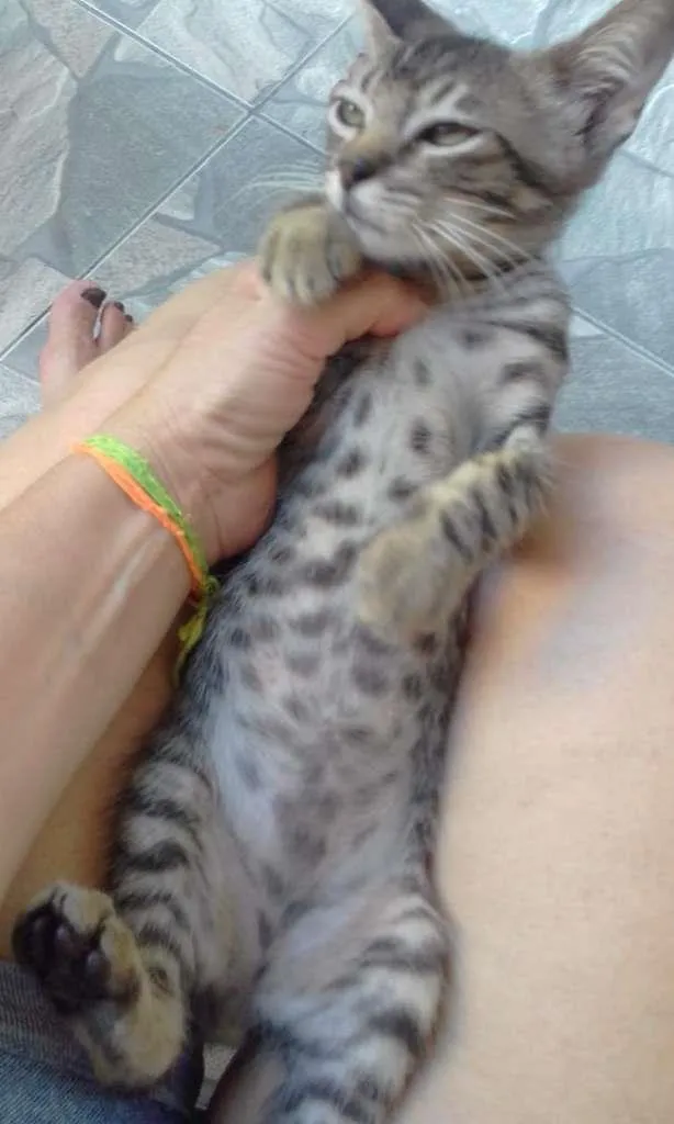 Gato ra a SRD-ViraLata idade 2 a 6 meses nome Leozinho