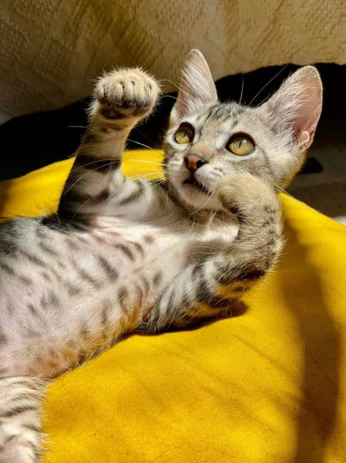 Gato ra a SRD-ViraLata idade 2 a 6 meses nome Leozinho