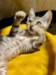 Leozinho
