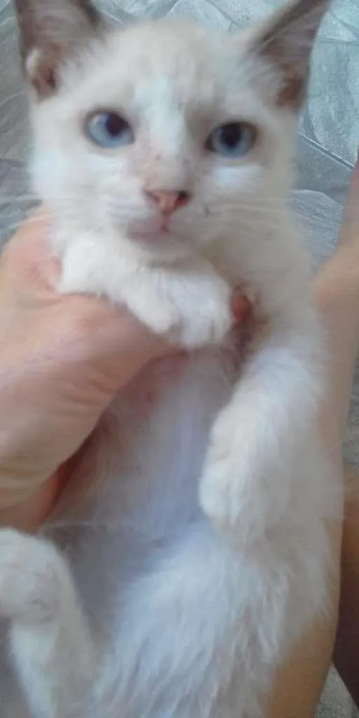 Gato ra a SRD-ViraLata idade 2 a 6 meses nome Sofie