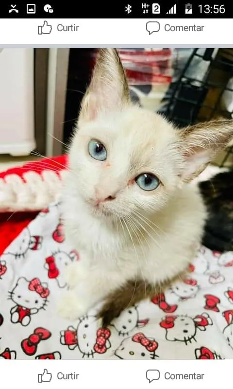 Gato ra a SRD-ViraLata idade 2 a 6 meses nome Sofie