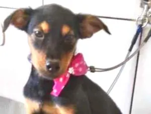 Cachorro raça  idade 2 a 6 meses nome Karina Bebezinha