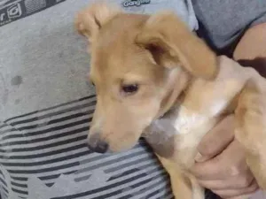 Cachorro raça Mestiça  idade 7 a 11 meses nome Melzinha