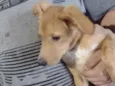 Cachorro raça Mestiça  idade 7 a 11 meses nome Melzinha