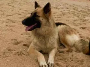 Cachorro raça PastorAlemão idade 2 anos nome Cacau