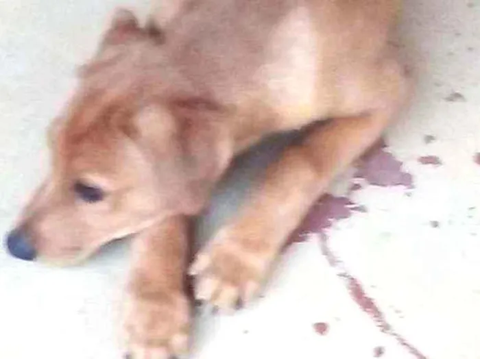 Cachorro ra a Sem raça definida idade 2 a 6 meses nome Dino