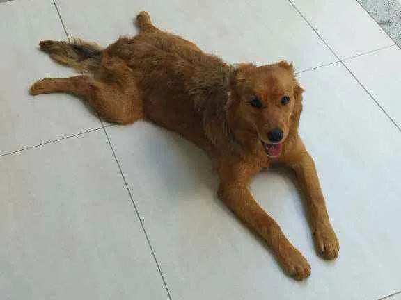 Cachorro raça Labrador, rotvailer, boder col idade 7 a 11 meses nome Pandora