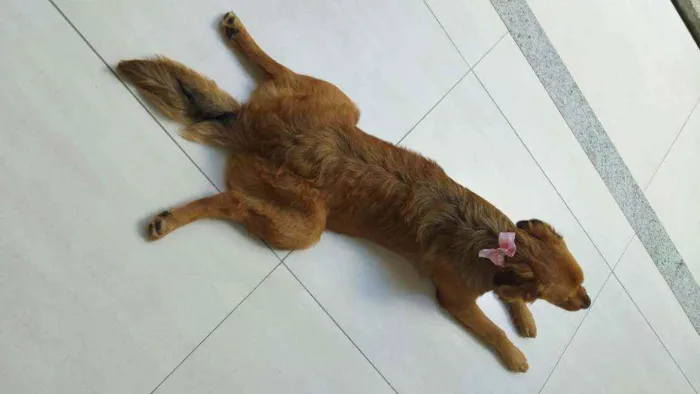 Cachorro raça Labrador, rotvailer, boder col idade 7 a 11 meses nome Pandora