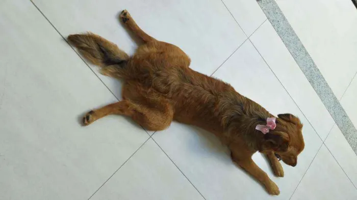 Cachorro raça Labrador, rotvailer, boder col idade 7 a 11 meses nome Pandora