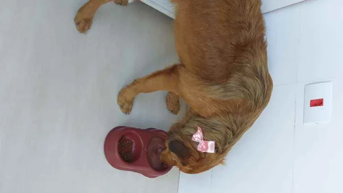 Cachorro raça Labrador, rotvailer, boder col idade 7 a 11 meses nome Pandora
