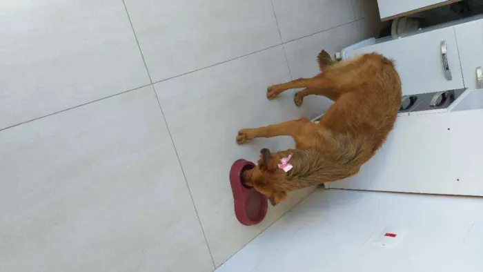 Cachorro raça Labrador, rotvailer, boder col idade 7 a 11 meses nome Pandora