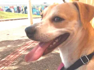 Cachorro raça SRD-ViraLata idade 1 ano nome Heitor