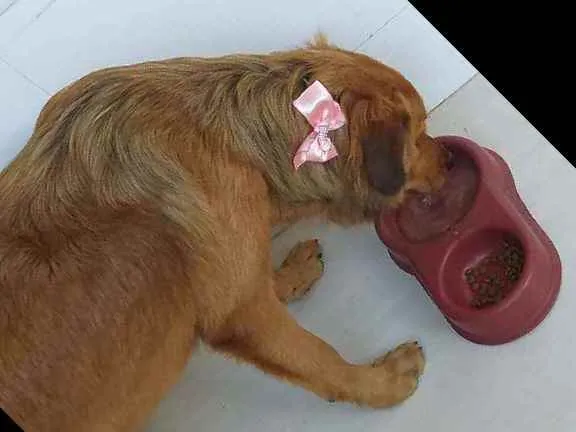 Cachorro raça Labrador, rotvailer, boder col idade 7 a 11 meses nome Pandora