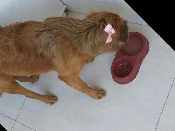 Cachorro raça Labrador, rotvailer, boder col idade 7 a 11 meses nome Pandora