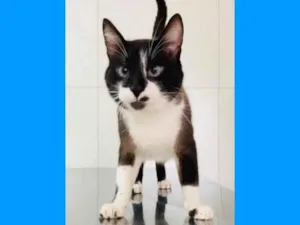 Gato raça srd idade 2 anos nome JANJÃO