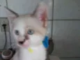Bob