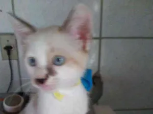 Gato raça Comum idade 2 a 6 meses nome Bob