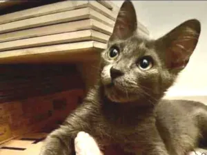 Gato raça SRD-ViraLata idade 2 a 6 meses nome Blue