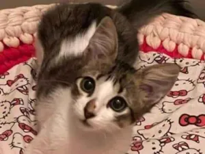 Gato raça SRD-ViraLata idade 2 a 6 meses nome Meg