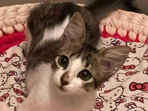 Gato ra a SRD-ViraLata idade 2 a 6 meses nome Meg