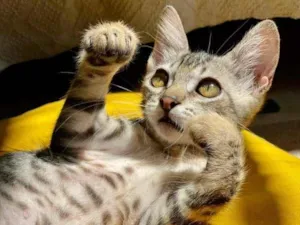 Gato raça SRD-ViraLata idade 2 a 6 meses nome Leozinho