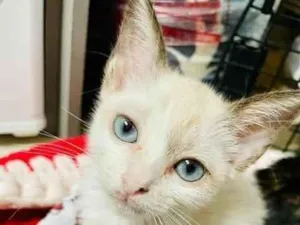 Gato raça SRD-ViraLata idade 2 a 6 meses nome Sofie