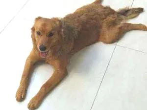 Cachorro raça Labrador, rotvailer, boder col idade 7 a 11 meses nome Pandora