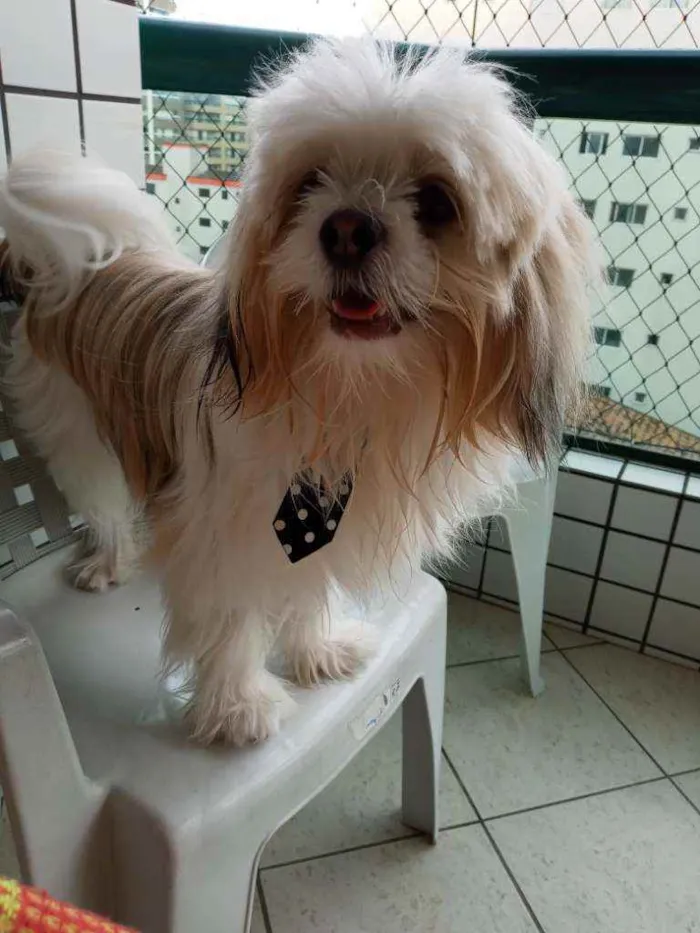 Cachorro ra a Ihsa idade 1 ano nome Jr