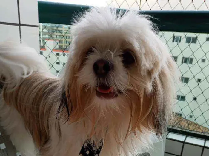 Cachorro ra a Ihsa idade 1 ano nome Jr