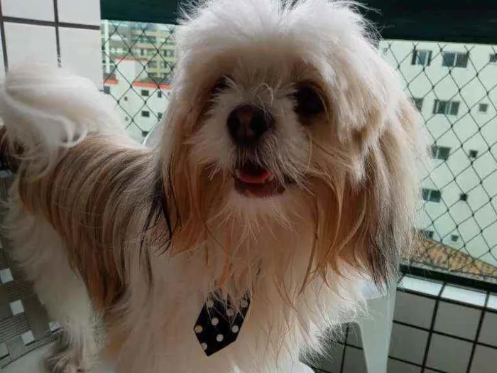 Cachorro ra a Ihsa idade 1 ano nome Jr
