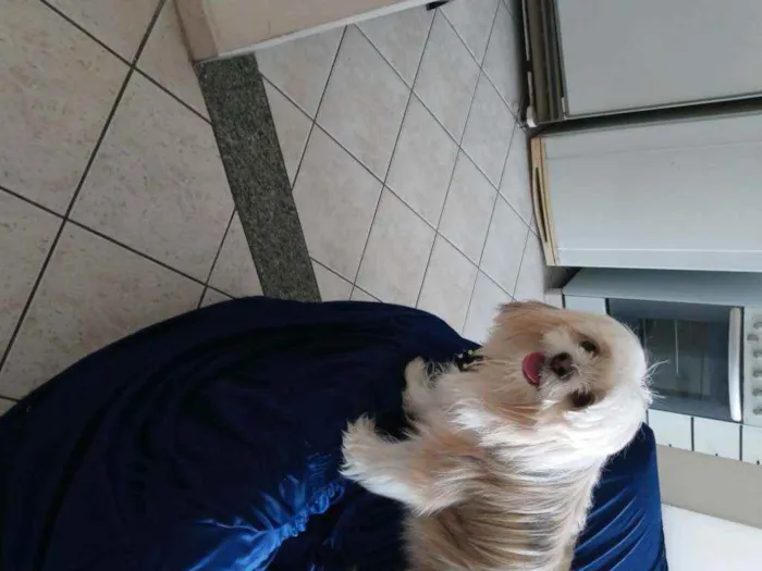 Cachorro ra a Ihsa idade 1 ano nome Jr