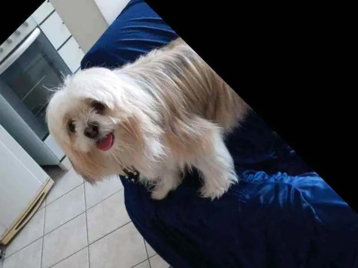 Cachorro ra a Ihsa idade 1 ano nome Jr