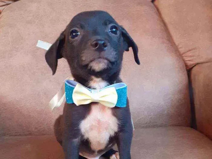Cachorro ra a Srd idade 2 a 6 meses nome Theo