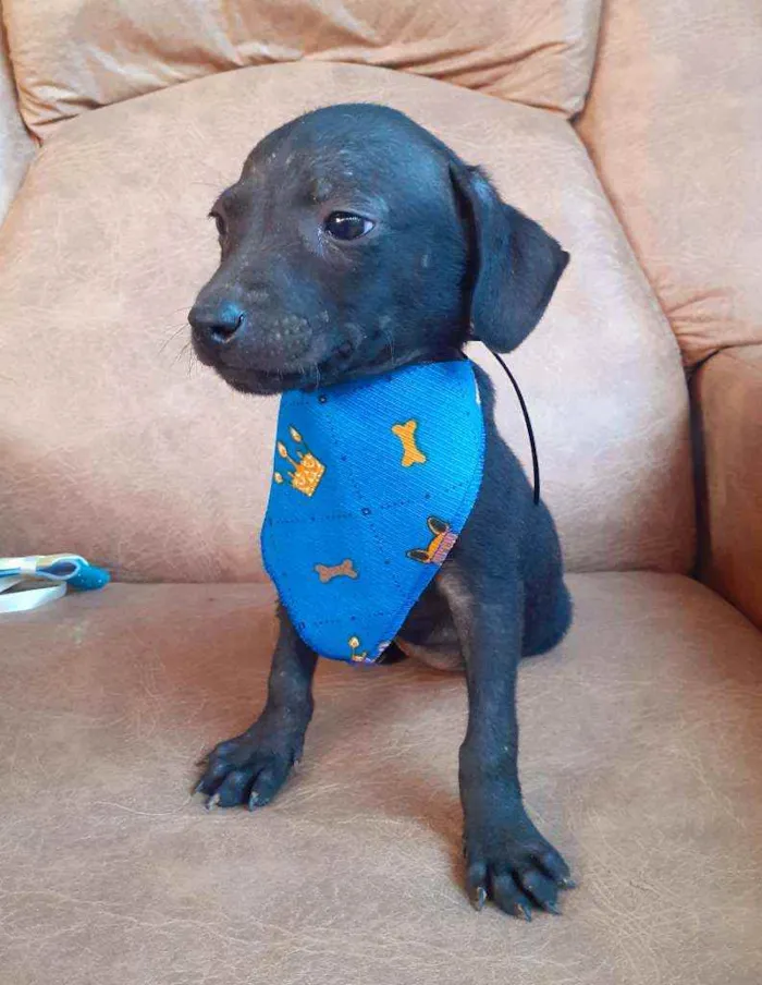 Cachorro ra a  idade 2 a 6 meses nome Tonico