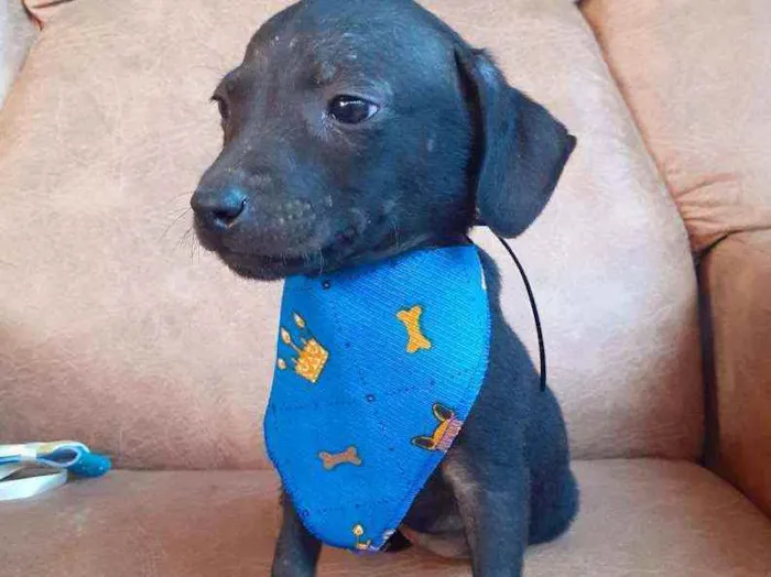 Cachorro ra a  idade 2 a 6 meses nome Tonico
