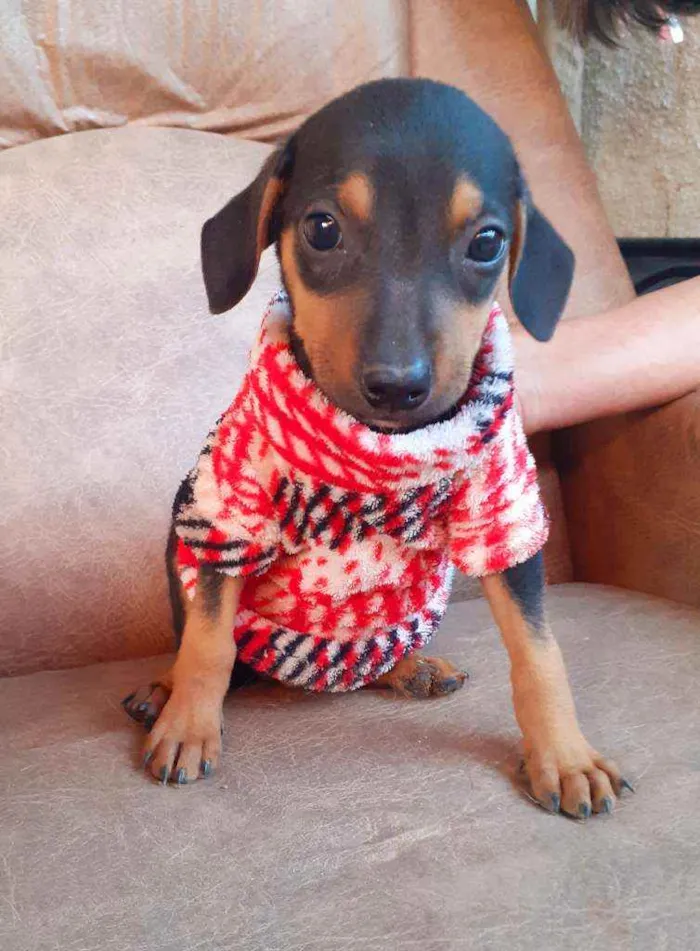 Cachorro ra a Srd idade 2 a 6 meses nome Caio 