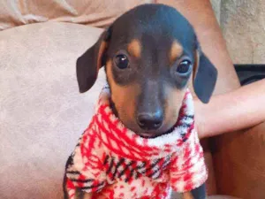 Cachorro raça Srd idade 2 a 6 meses nome Caio 