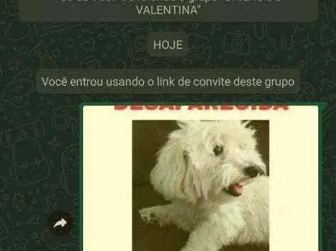 Cachorro ra a Maltês  idade 2 anos nome Nevasca