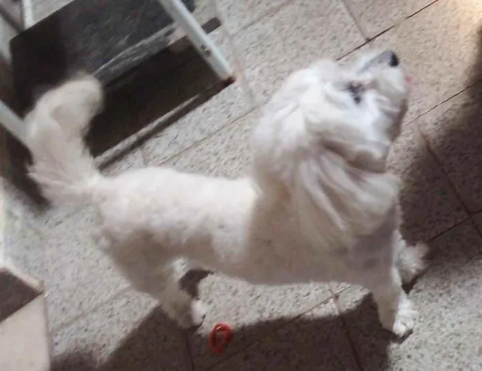 Cachorro ra a Maltês  idade 2 anos nome Nevasca