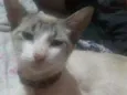 Samanta