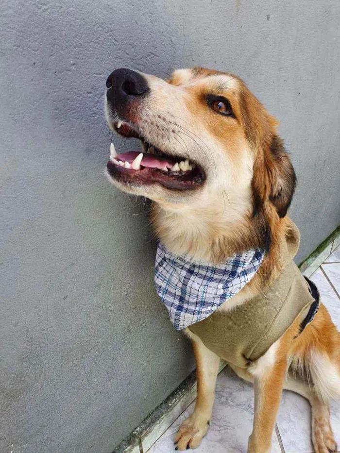 Cachorro raça Srd idade 7 a 11 meses nome Thor