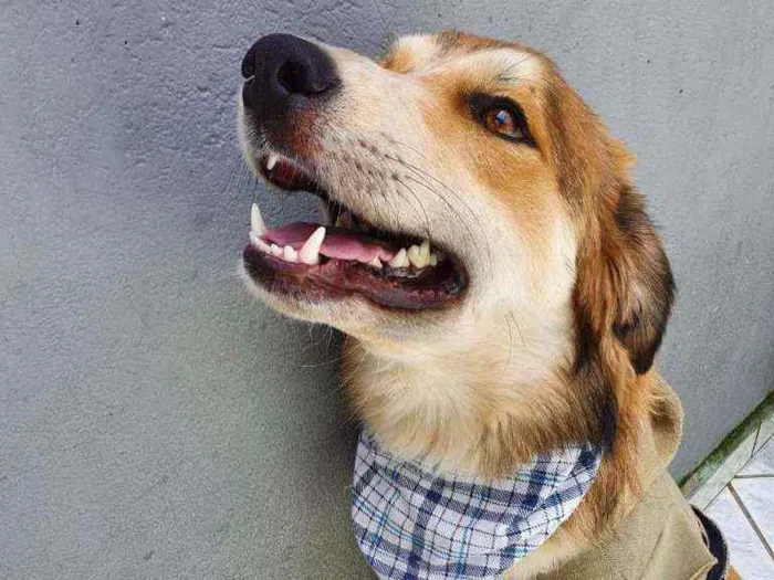 Cachorro raça Srd idade 7 a 11 meses nome Thor