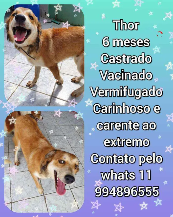 Cachorro raça Srd idade 7 a 11 meses nome Thor