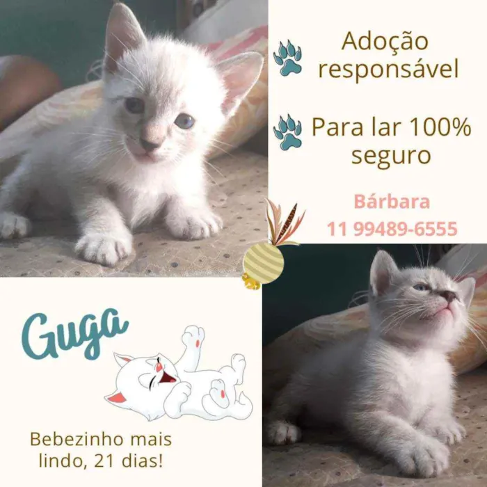 Gato raça Srd idade Abaixo de 2 meses nome Guga