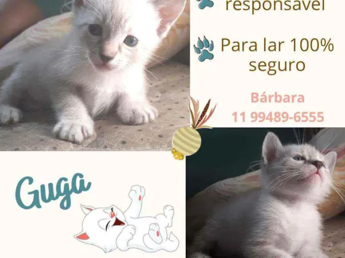 Gato raça Srd idade Abaixo de 2 meses nome Guga