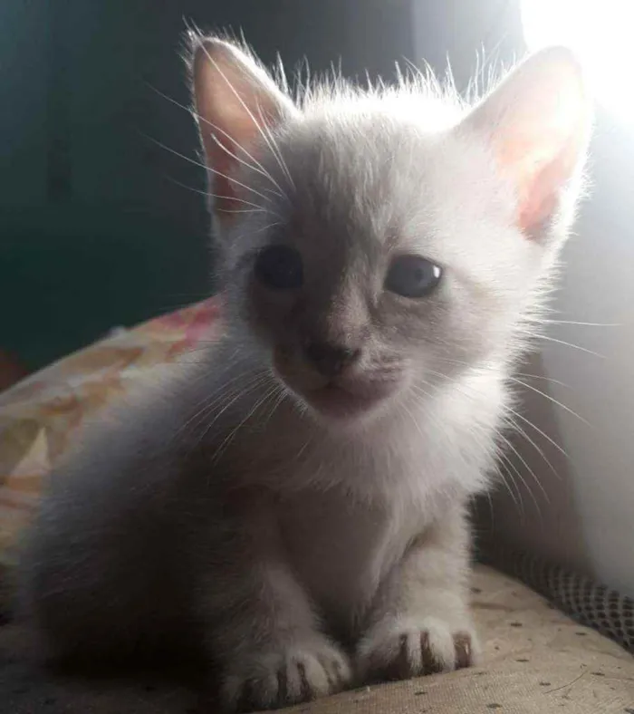 Gato raça Srd idade Abaixo de 2 meses nome Guga